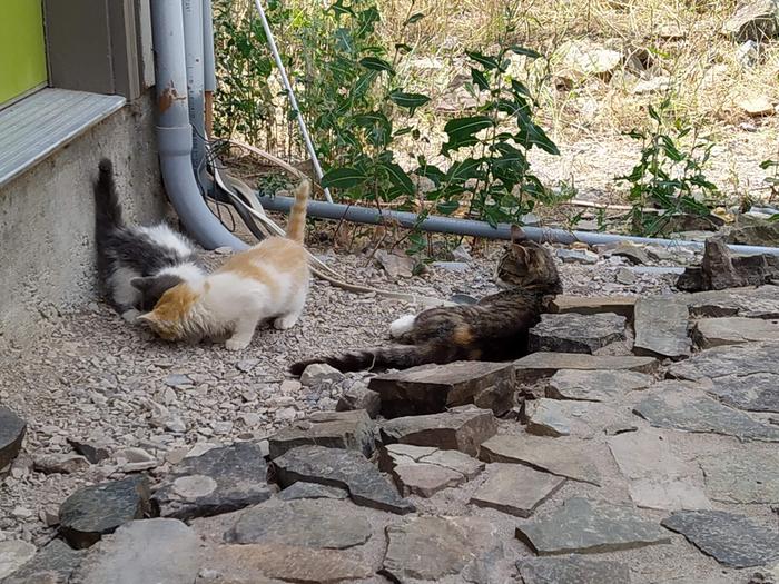 Mama cat brought a snack for the kittens