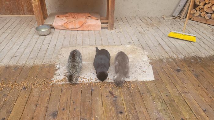 Here kitty kitty kitty!