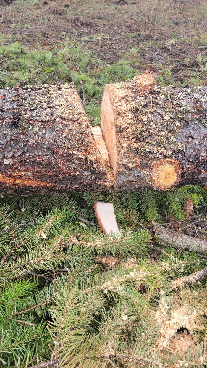 Correctly wedge cutting the log so it doesn't trap the chainsaw