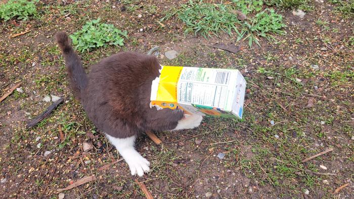 Part cat, part cream