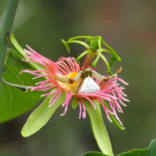 [Thumbnail for crabspider.JPG]