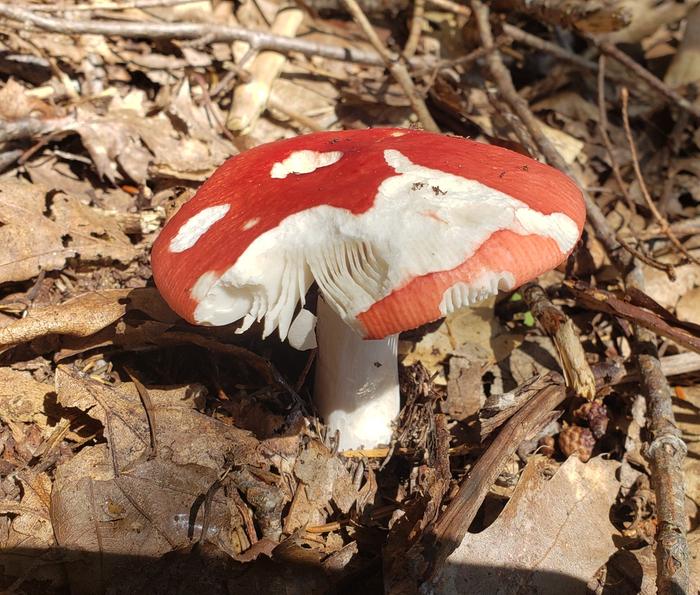 [Thumbnail for 20200730_152819.jpg]