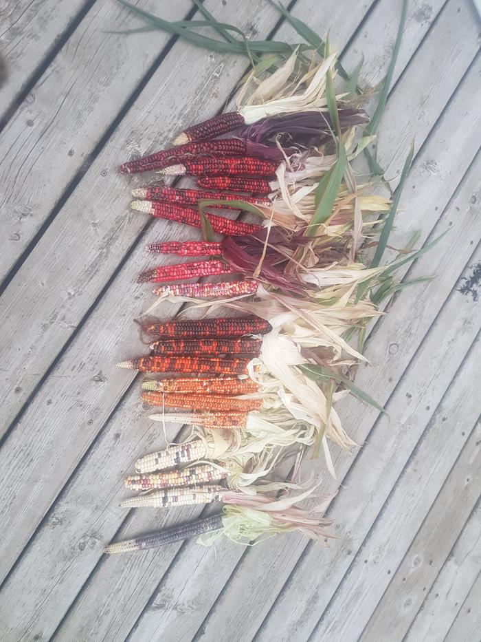 Painted mountain corn cobs