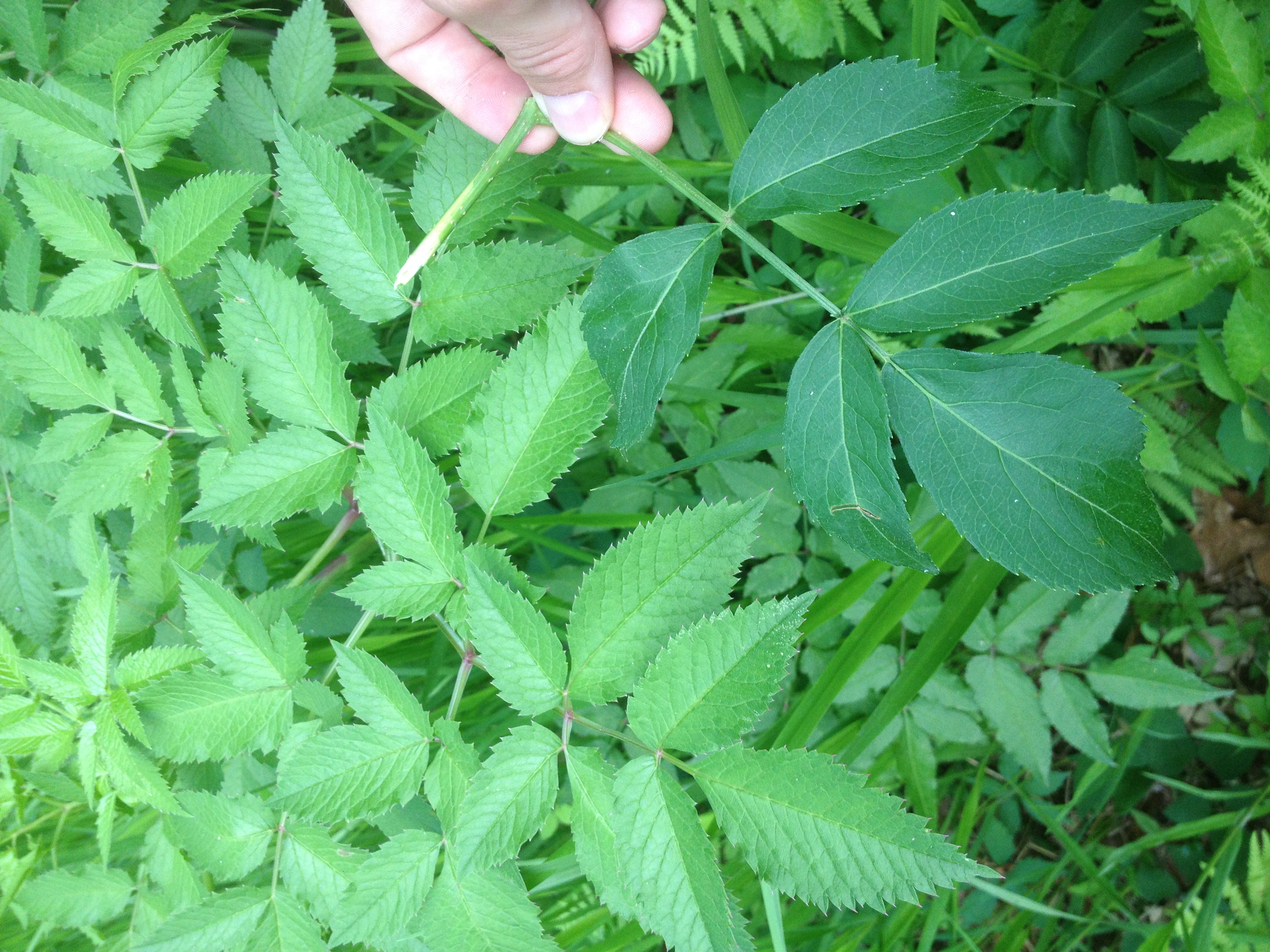 water hemlock berries