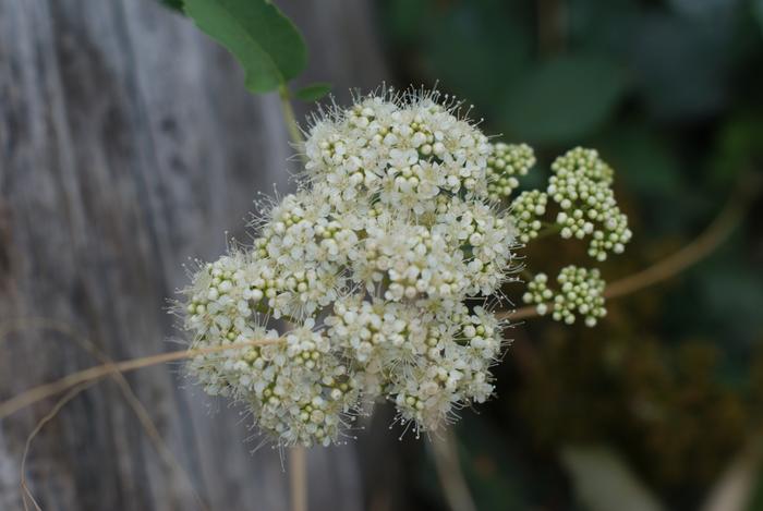 [Thumbnail for aFlower.JPG]