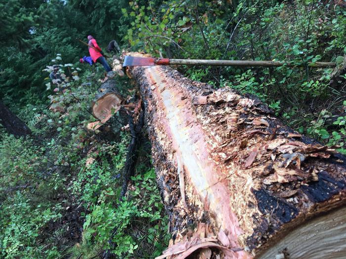 Log beeing peeled