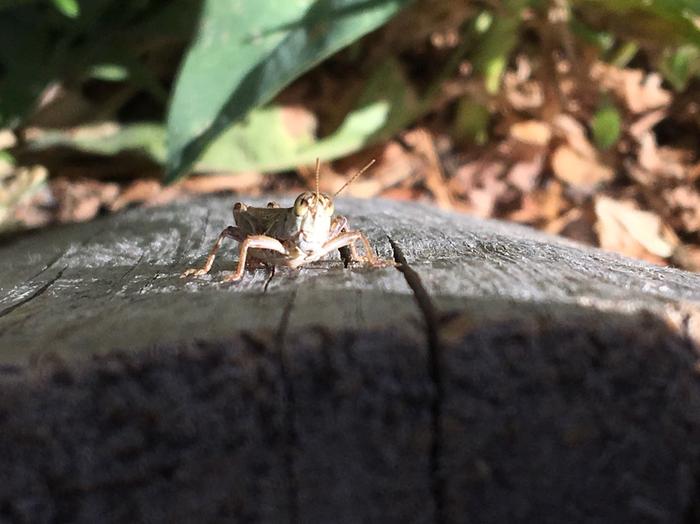 Grass hopper on a log