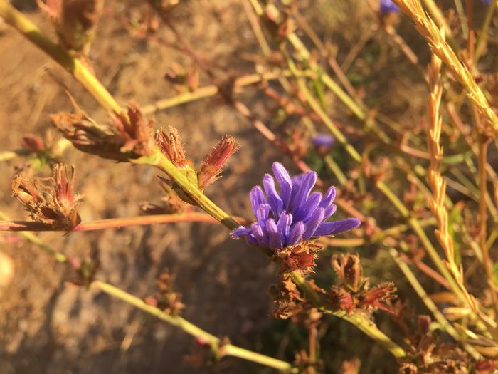 Purple flower in morning light