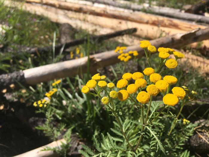 Yellow flowers