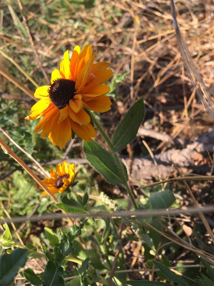 Yellow flower