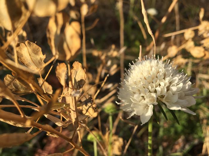 White flower