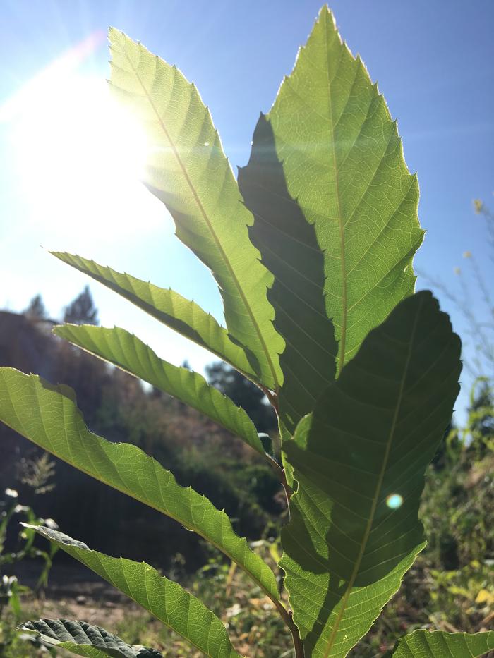 Sunshiney Leaves