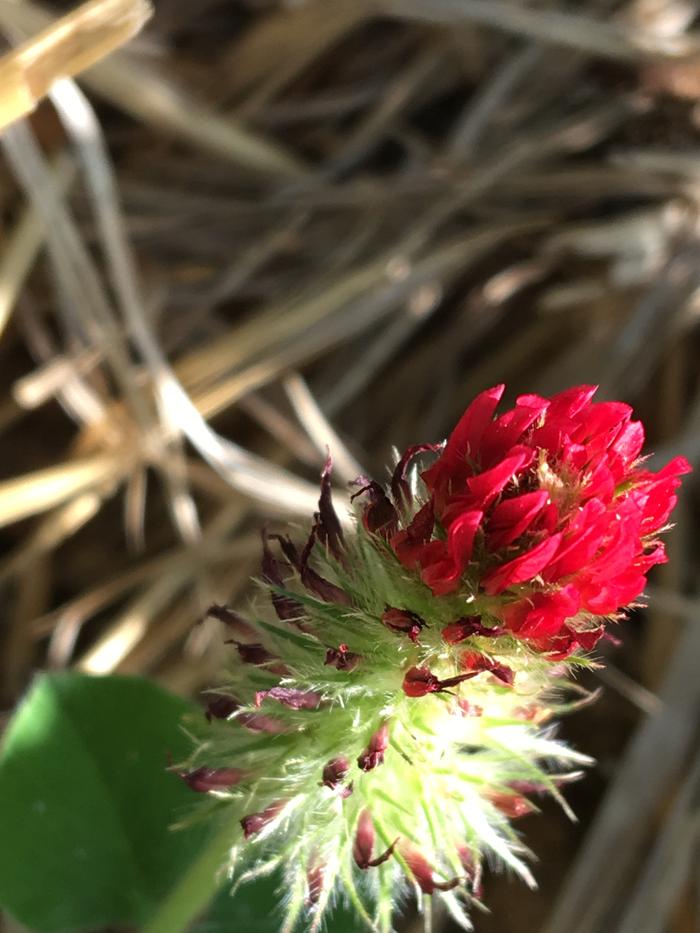 Crimson clover