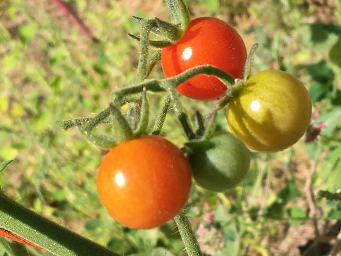 Tomatoe fam 