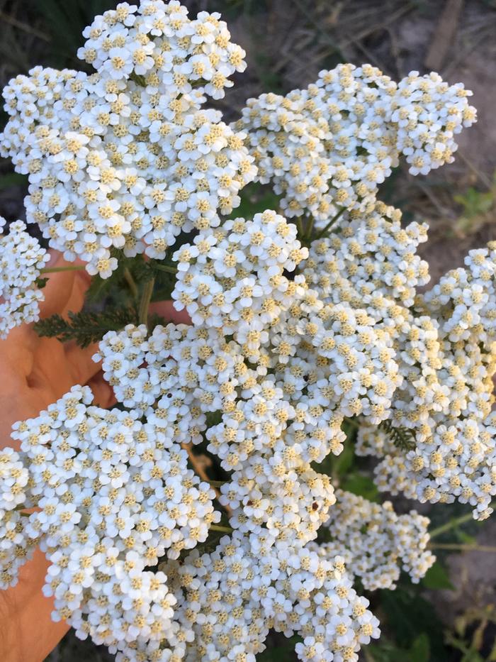 White flowers