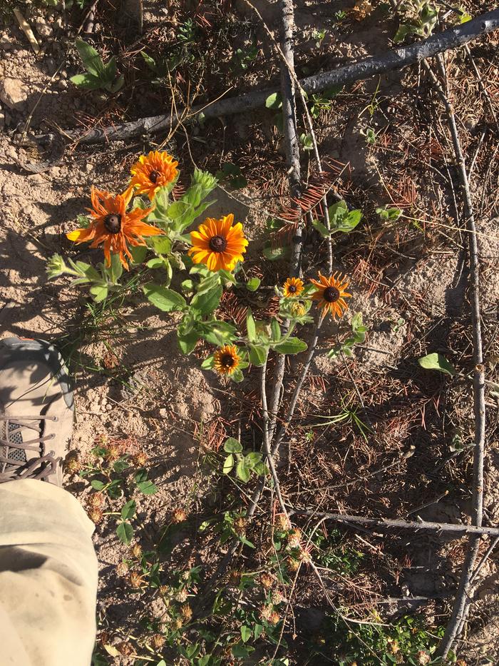 Flower break