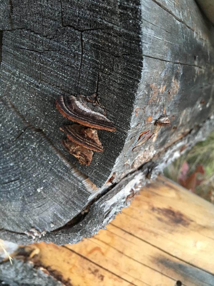 Turkey tail?