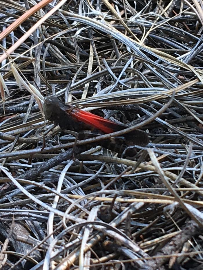 Red winged grasshopper seen during todays excursion 