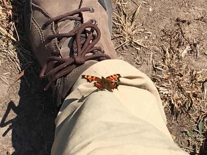 Butterfly visitor