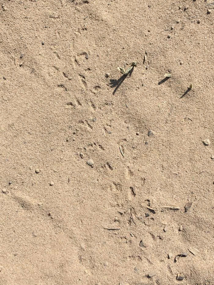 Footprints