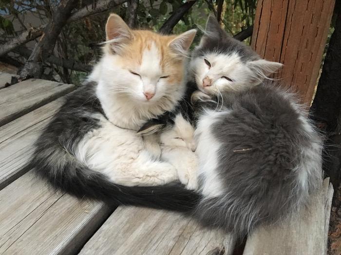 Kitten puddle