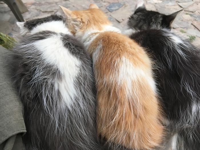 Some cat backs.. they are siblings!