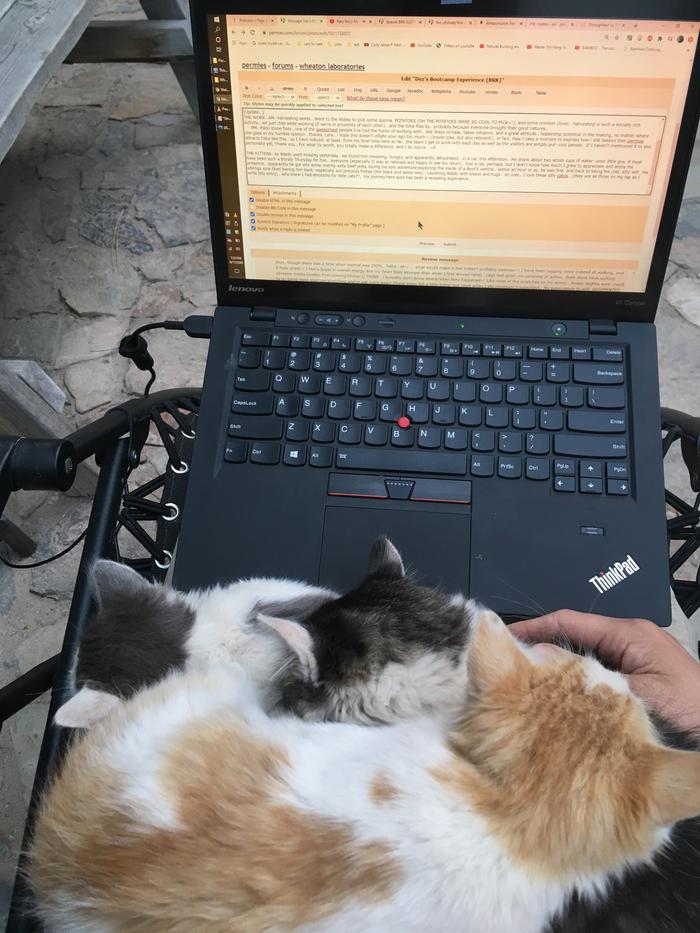 Computer kittens