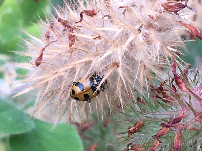 Lady bug