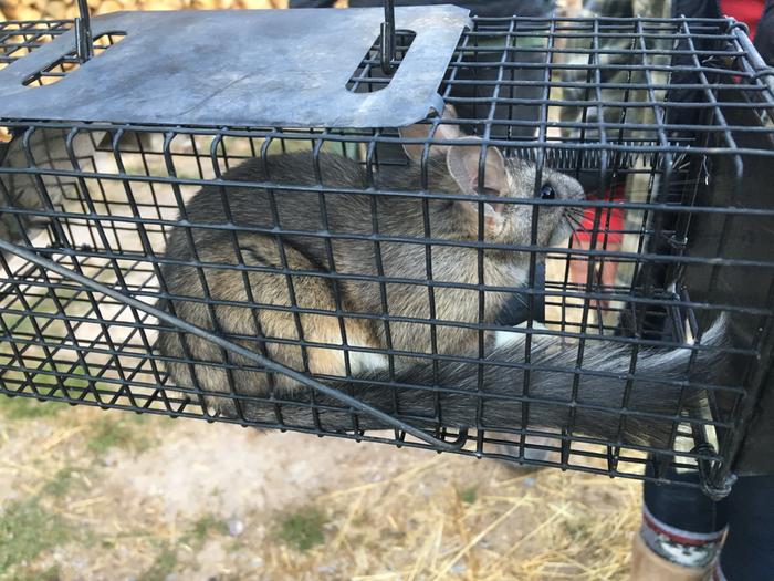 Caught a wood rat