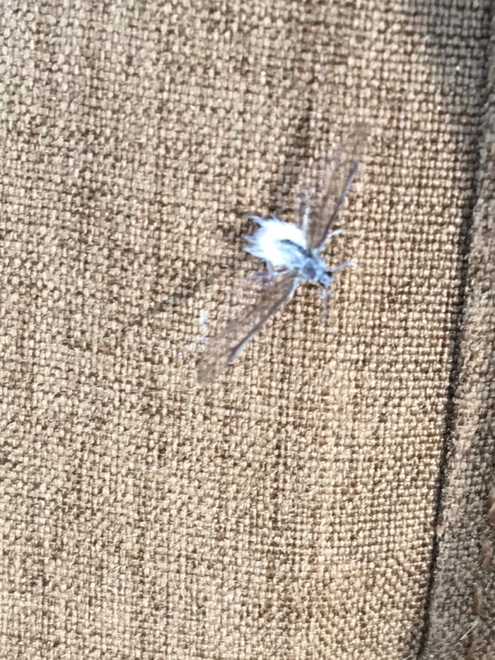 Blueish white fly landed on my jacket and my face