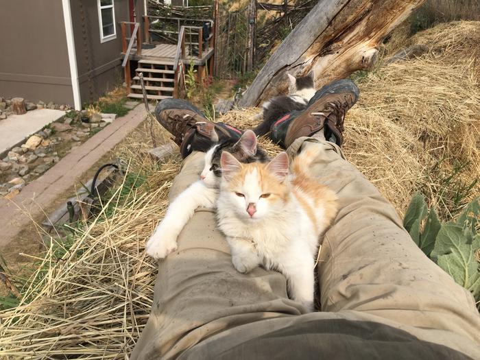 Four cats chillin’ on a hugel soaking up some sun