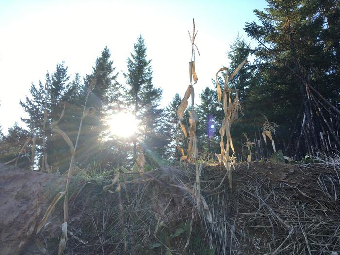 Pic while harvesting crimson clover seed