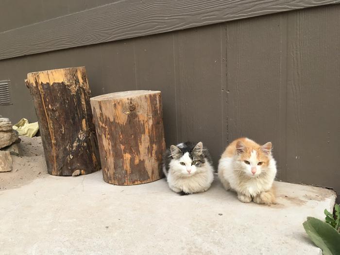 Tank cats.. half cat.. half tank!