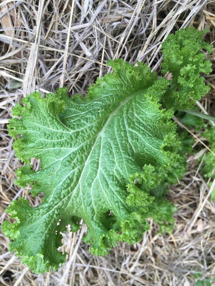 Check out the fractal patterns on this one! So preetty 