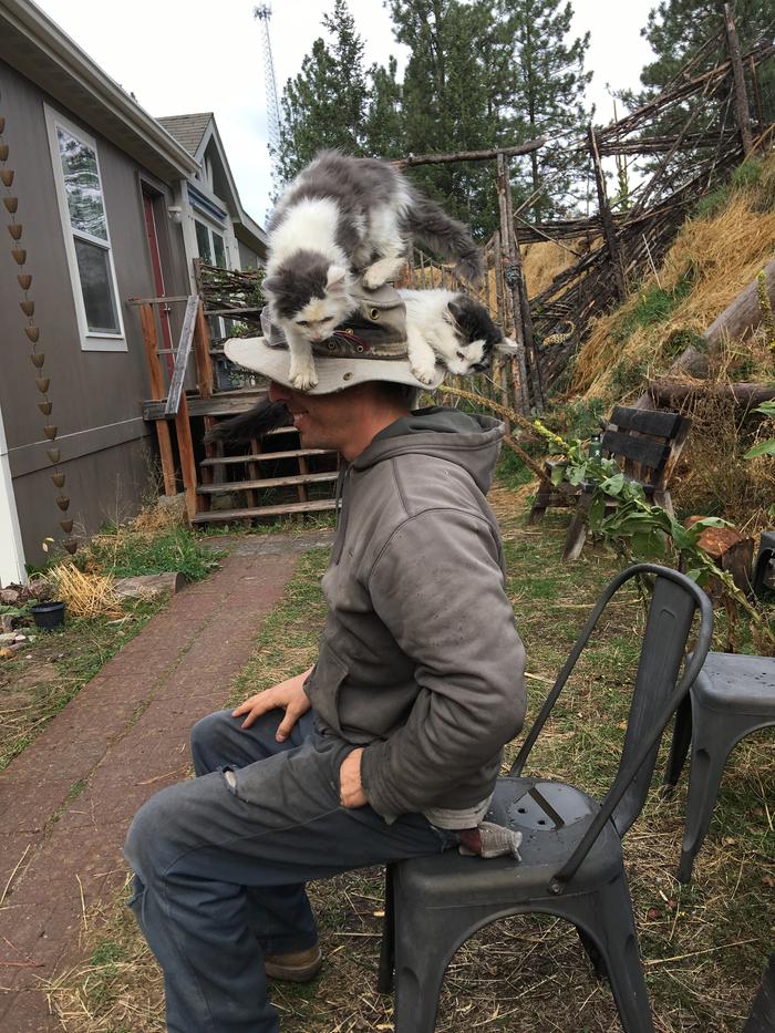 Cats on a hat