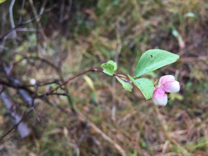 Cool colors~! Looks like snow berries 