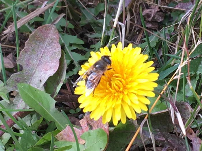 A fly disguised as a bee.. hangs out in this flower for 30+ minutes straight.. hibernation perhaps