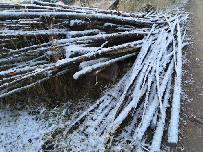 snowy sticks