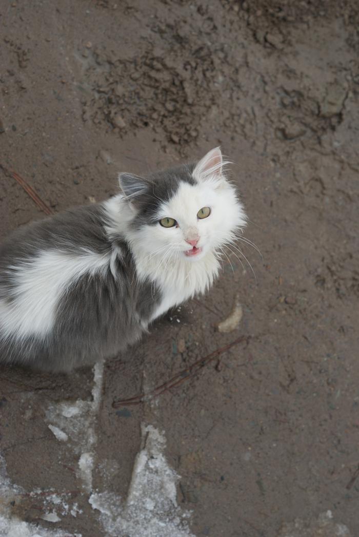 Ziqi shows his teeth while meowing for luv.. Ziqi knows about luv~..