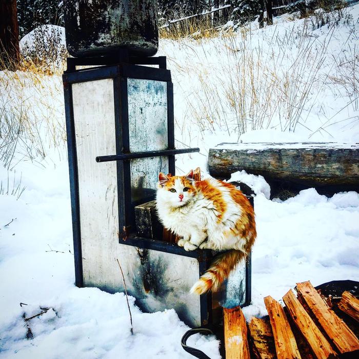 This cat is on a j tube because it is warm.. don’t worry he got off before it got too warm 