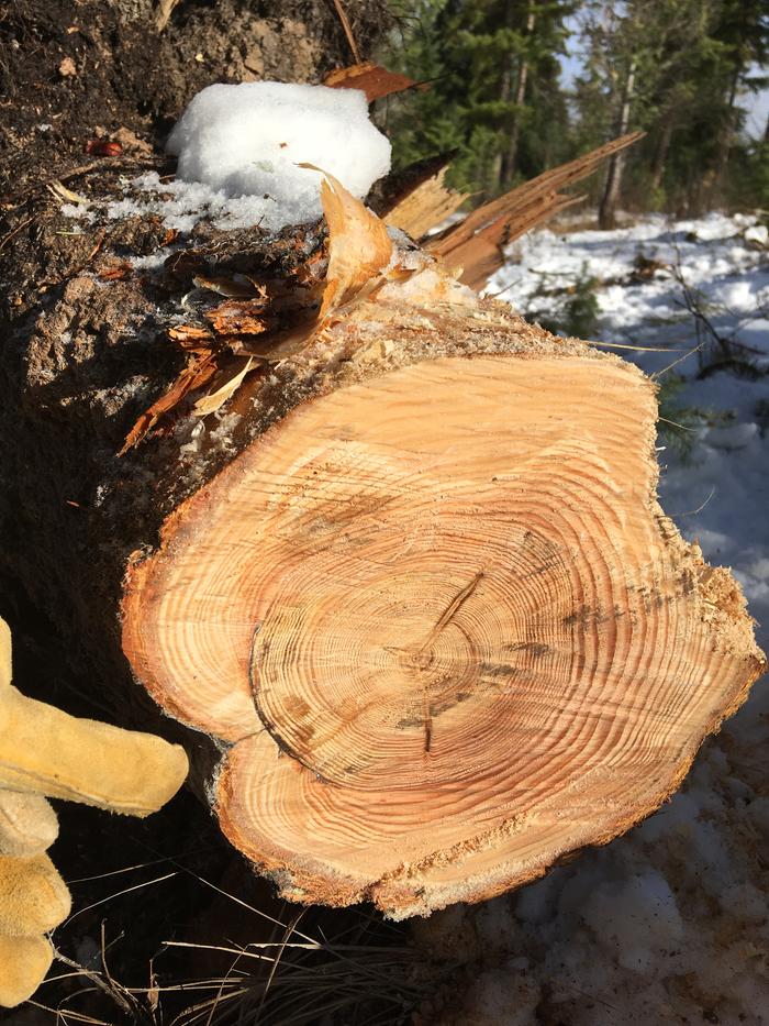 A tree that survived a fire, showing it’s healed wound, now felled for structural member at The First Wofati Greenhouse, man~!!!