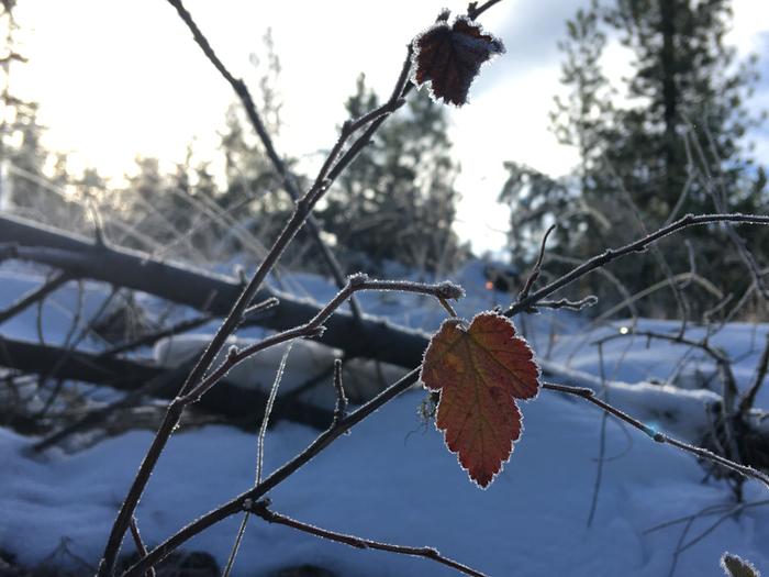 Frosty leaf