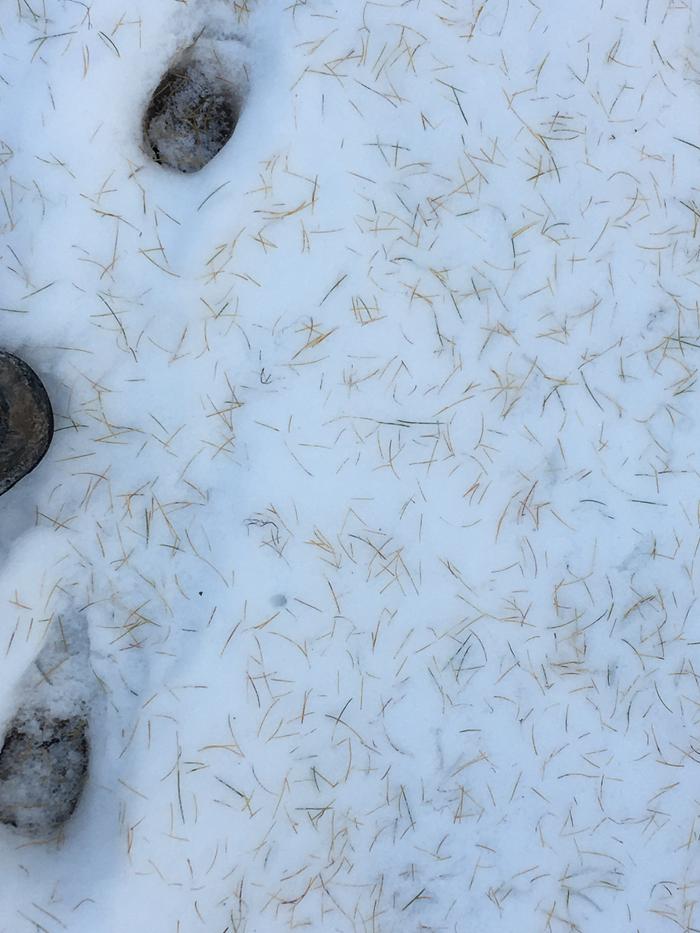 Fallen leaves on the snow