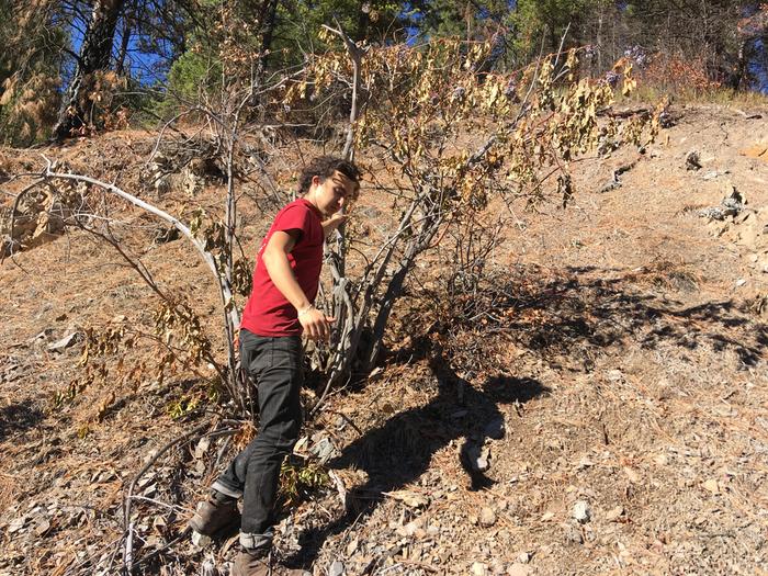 Clayton checks the elderberry bush