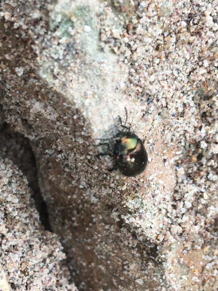 Shiny beetle visits me while I was digging the trench