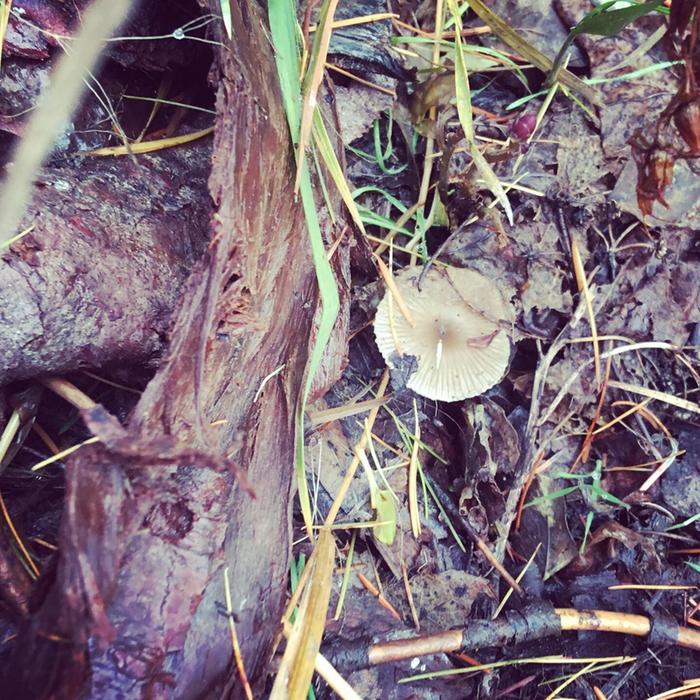 Mushroom on Fred’s plot 