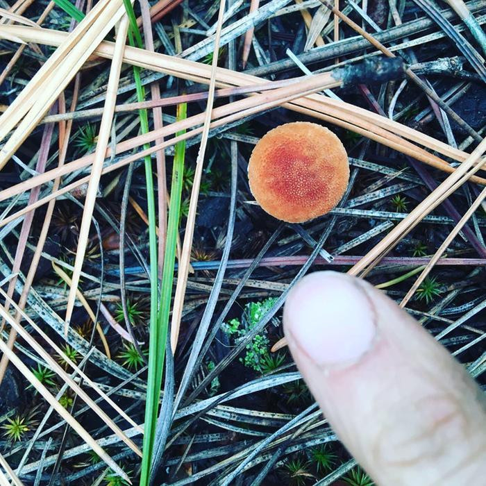 Another mushroom on Fred’s plot