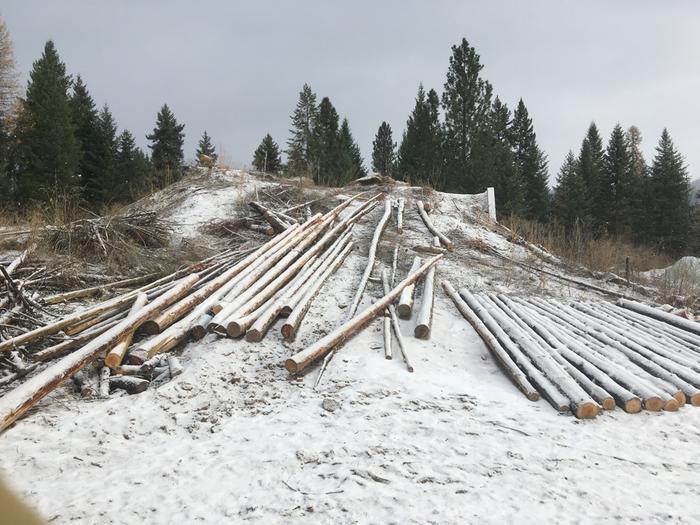 Logs in snow