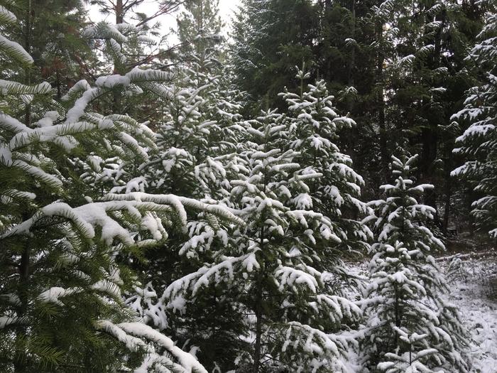 Frosty trees next to my peeling site