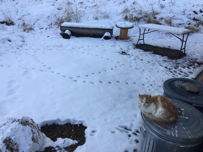 Kitten tracks at the garage 